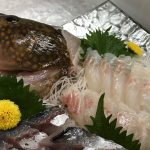 夏の魚といえばキジハタ☆関西ではアコウ、山陰ではワカミズ、アカミズ