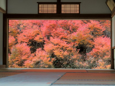 安国寺のドウダンツツジ