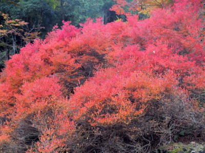 ドウダンツツジの紅葉