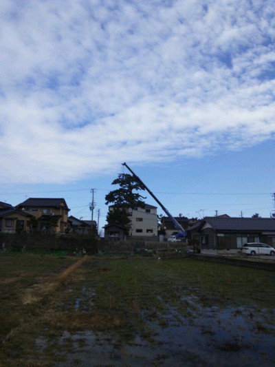 訓谷のクロマツ