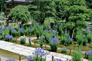 遍照寺の桔梗