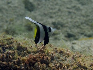 ハタタテダイの幼魚