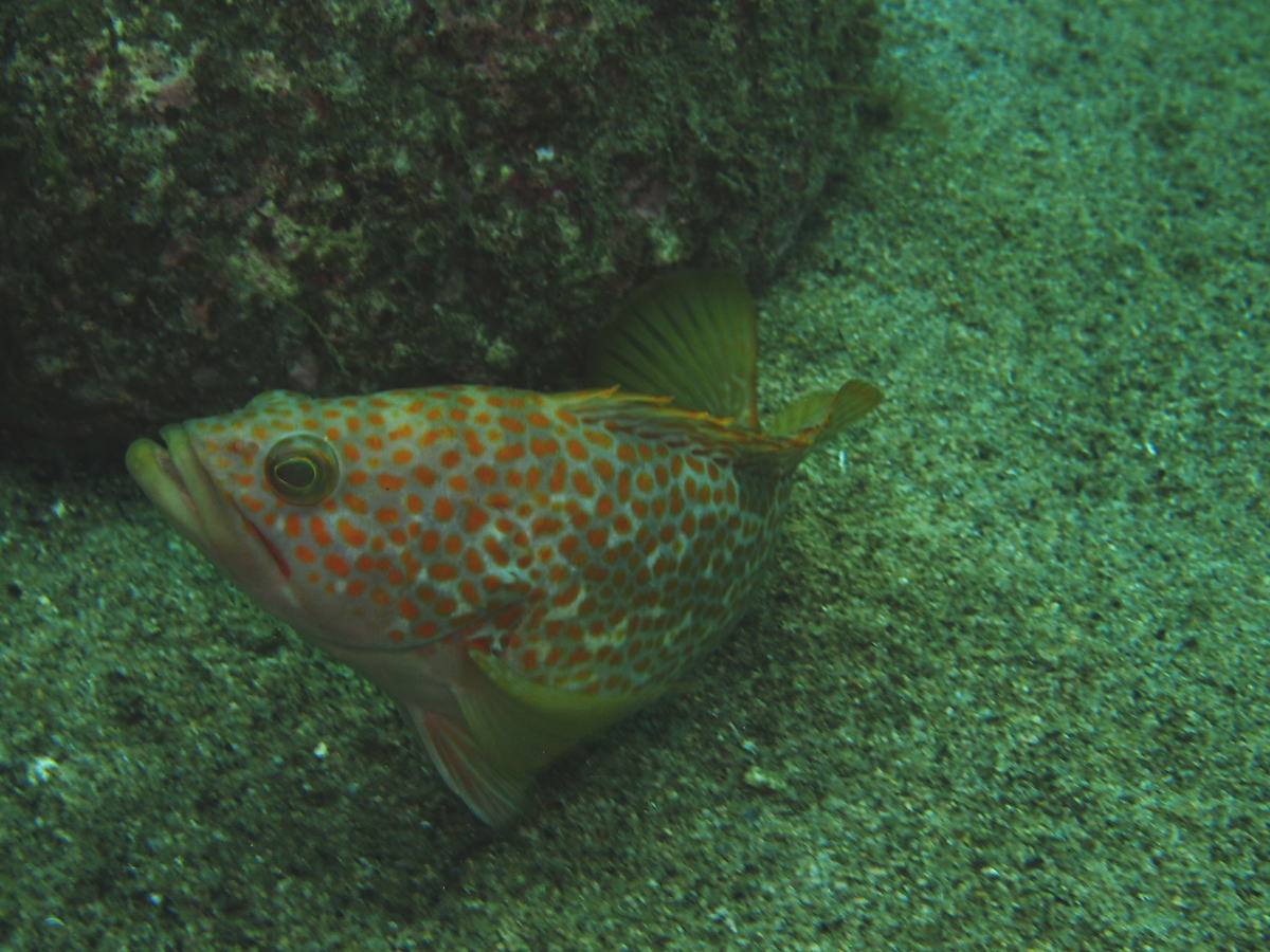 夏の魚といえばキジハタ 関西ではアコウ 山陰ではワカミズ アカミズ 香住 佐津温泉 民宿かどや 公式ブログ