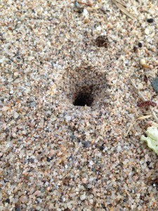 蟹の穴