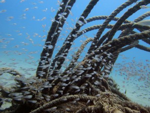 群れる小魚