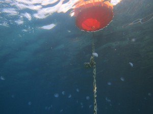 8月のミズクラゲ