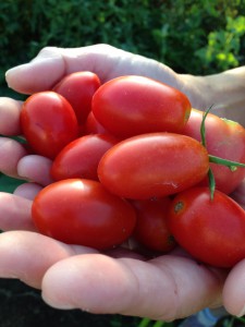 プチトマトを収穫
