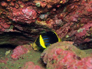 キンチャクダイの幼魚