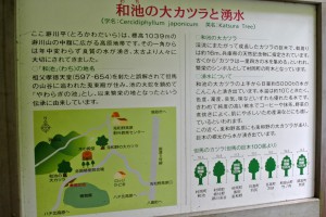 和地の大カツラ解説