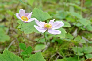 但馬高原植物園にて１