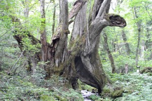 「和地の大カツラ」