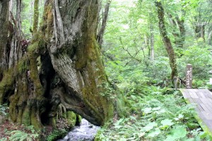 和地の大カツラ