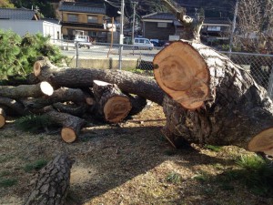 伐採された松の上部