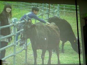 小代の但馬牛