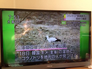 NHKコウノトリ韓国飛来のニュース