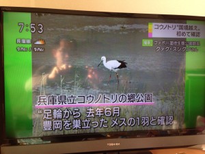 コウノトリ国境越えニュース