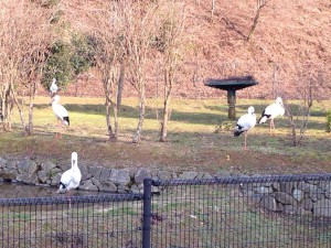 コウノトリの郷公園