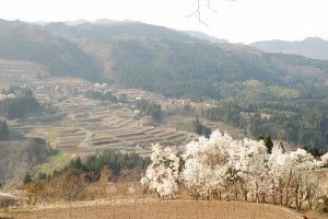 小代の桜