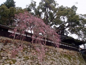 枝垂れ桜