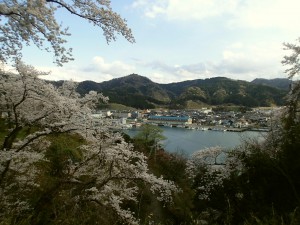 岡見公園の桜