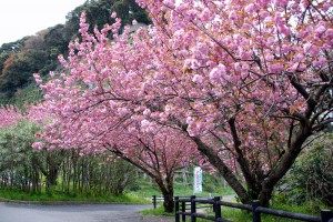 八重桜