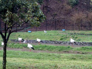 館内から見えるコウノトリ