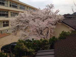 佐津小学校の桜