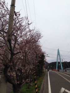 佐津川橋の手前の桜