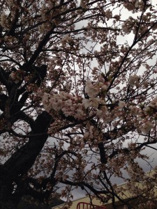 佐津幼稚園の桜