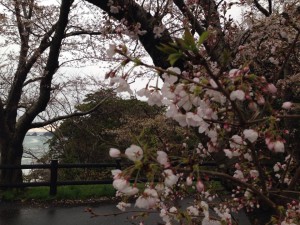 魚見台の桜