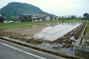 佐津田植え前