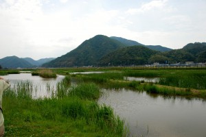 ハチゴロウの戸島湿地