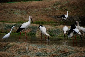 餌を食べるコウノトリ