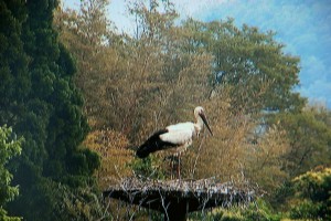 コウノトリ