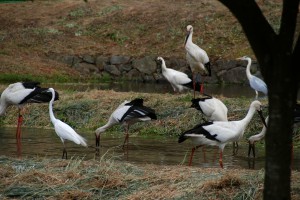 PM3時のコウノトリの郷公園