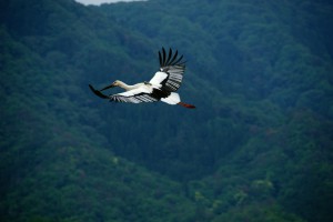 飛んでいるコウノトリ