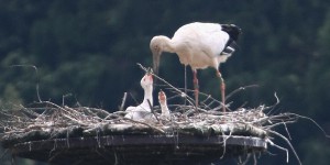 幸せの鳥・コウノトリの子育て見学ツアー