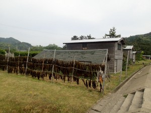 ワカメ干しと船小屋