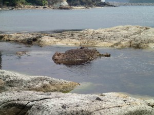 凝灰岩の真ん中に安山岩