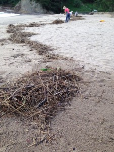 台風後の海岸清掃