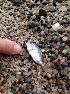 打ち上げられた小魚