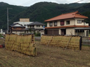 小代の稲木干し