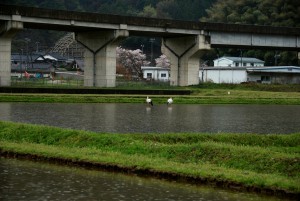 佐津にコウノトリ