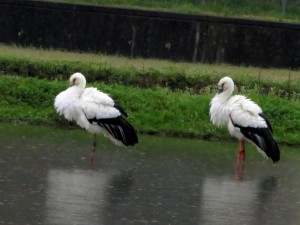 佐津に現れたコウノトリ