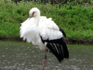 野生のコウノトリ