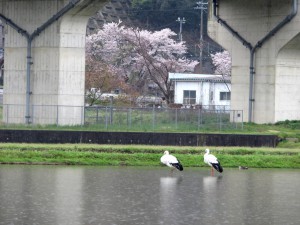 桜とコウノトリ