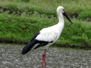 香住へ来たコウノトリ