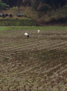 0411の香住コウノトリ