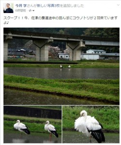 facebookでコウノトリ情報