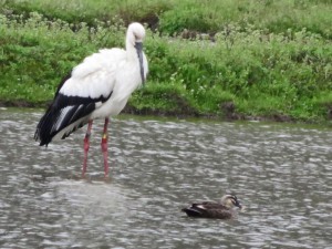 コウノトリとカモ